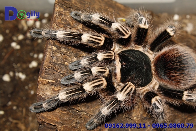 Nhện chân trắng White Knee Tarantula