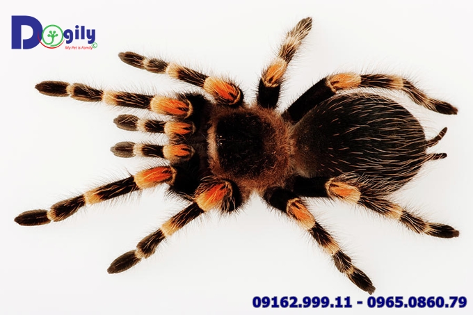 Nhện gối đỏ Red Knee Tarantula