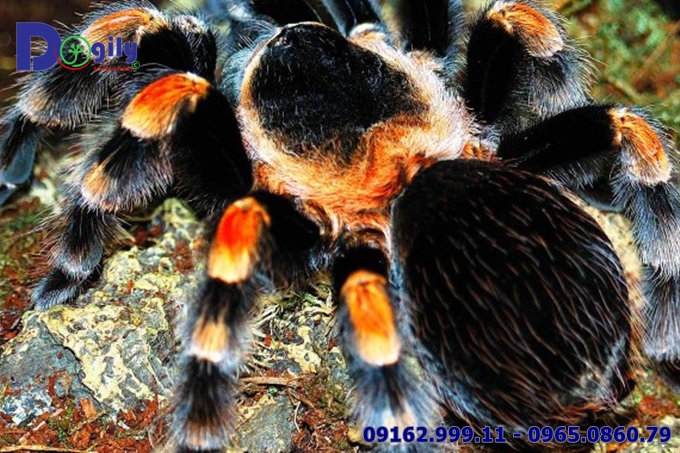 Nhện gối đỏ Red Knee Tarantula