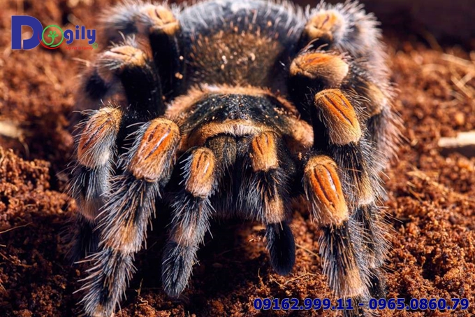 Nhện gối đỏ Red Knee Tarantula
