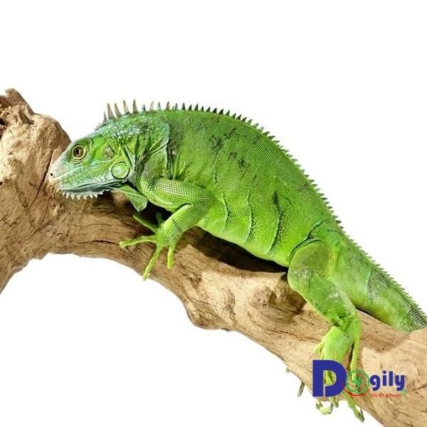 Rồng Nam mỹ xanh Green Iguana thích hợp với phong thủy cho những người mạn Hỏa, Mộc.