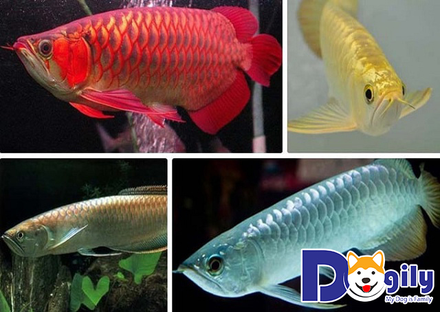 Cá Rồng Kim Long Quá Bối