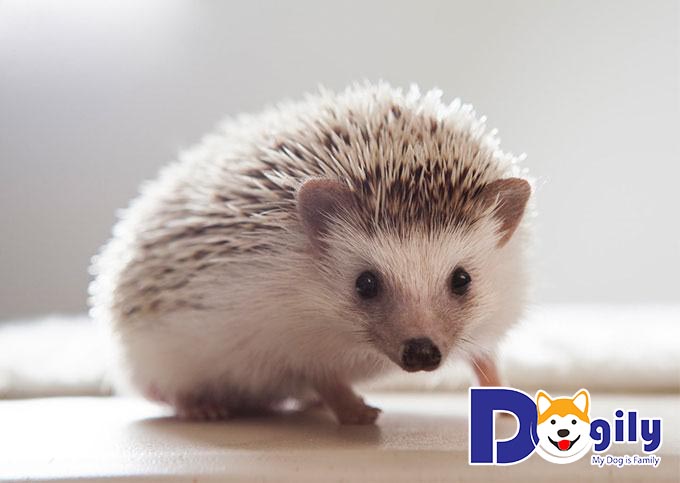 Cách phân biệt giới tính nhím kiểng dựa vào tính cách Cách phân biệt giới tính nhím kiểng dựa vào tính cách