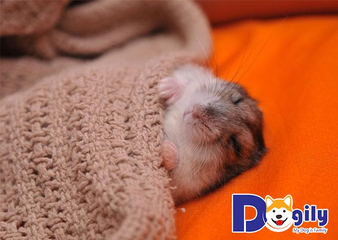 Chăm sóc việc sinh sản của các bé Hamster Chăm sóc việc sinh sản của các bé Hamster