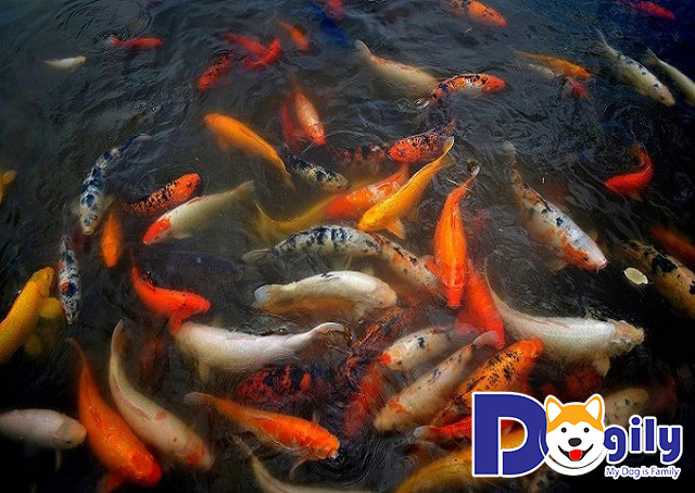 Cửa hàng bán cá Koi ở TPHCM Cửa hàng bán cá Koi ở TPHCM