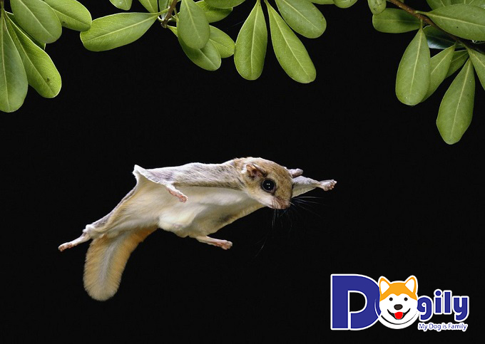 Địa chỉ bán Sóc Bay chất lượng Địa chỉ bán Sóc Bay chất lượng