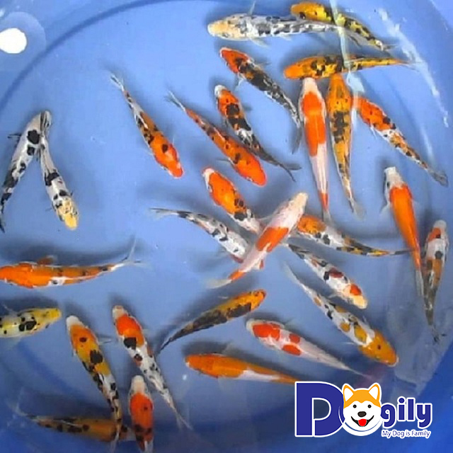 Địa chỉ mua bán cá chép Koi giá rẻ ở Hà Nội và TPHCM Địa chỉ mua bán cá chép Koi giá rẻ ở Hà Nội và TPHCM