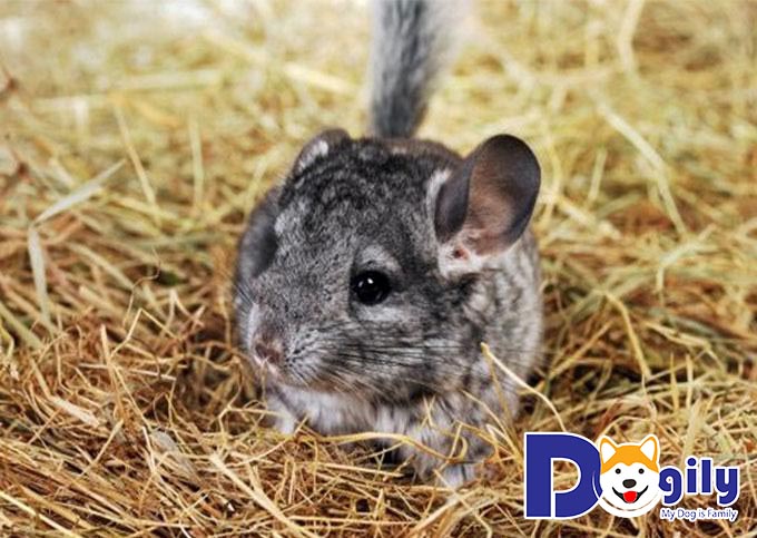 Giá bán sóc chuột phụ thuộc vào những yếu tố nào? Giá bán sóc chuột phụ thuộc vào những yếu tố nào?