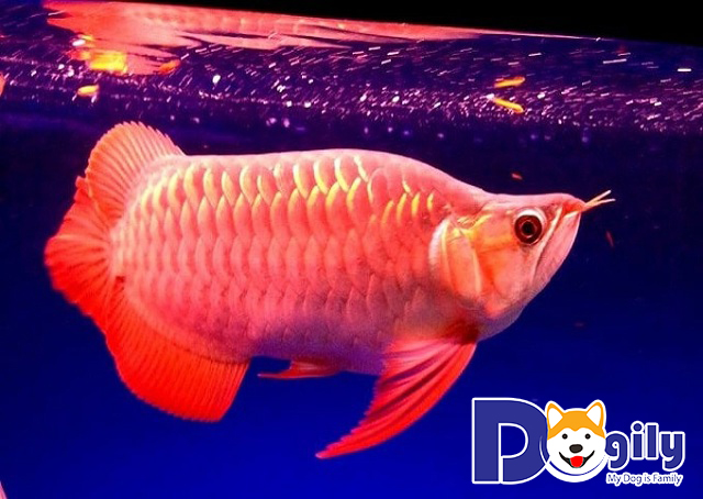 Giá cá Rồng, địa chỉ bán cá Rồng trên thị trường hiện nay Giá cá Rồng, địa chỉ bán cá Rồng trên thị trường hiện nay