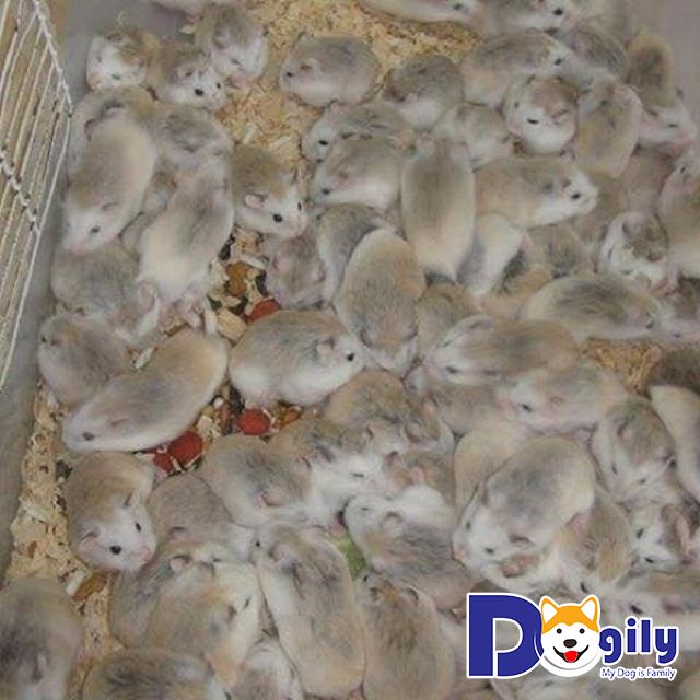 Giá chuột Hamster ở Việt Nam mà bạn nên biết Giá chuột Hamster ở Việt Nam mà bạn nên biết
