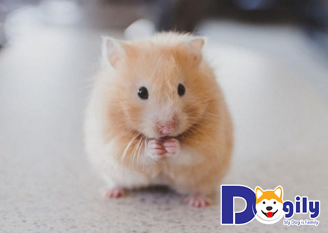Giá chuột Hamster Panda Giá chuột Hamster Panda