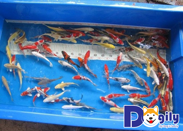 Giá mua bán cá Koi ở Hà Nội & TPHCM Giá mua bán cá Koi ở Hà Nội & TPHCM