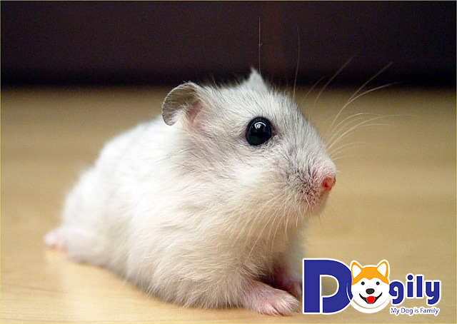 Gián chuột Hamster Robo Gián chuột Hamster Robo