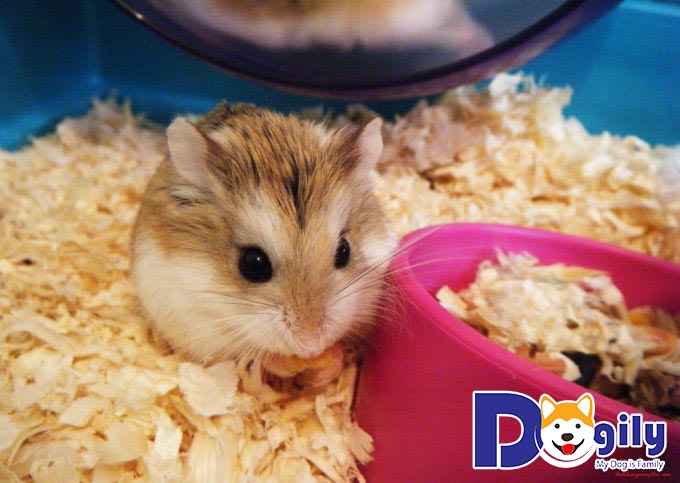 Giao tiếp với các bé Hamster thường xuyên Giao tiếp với các bé Hamster thường xuyên