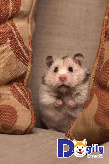 Làm thế nào để chăm sóc các bé Hamster nuôi bị bệnh? Làm thế nào để chăm sóc các bé Hamster nuôi bị bệnh?