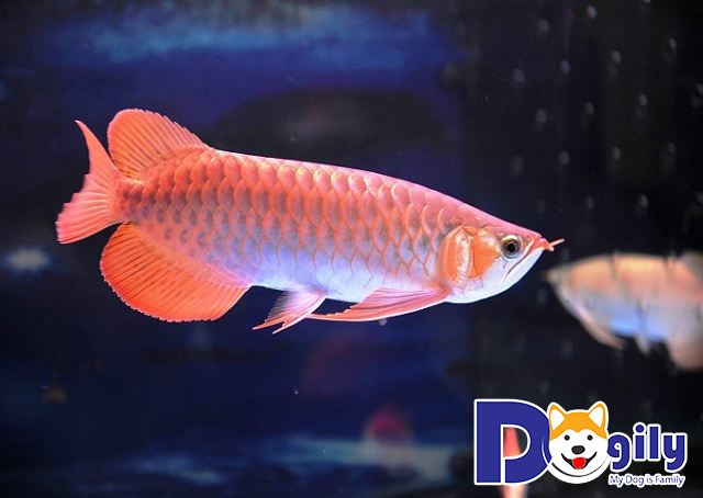 Một số loại cá Rồng khác Một số loại cá Rồng khác