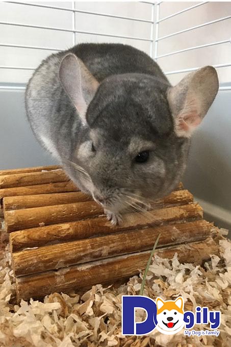 Một vài lưu ý nhỏ trước khi mua các bé sóc chuột Chinchilla bạn nên biết Một vài lưu ý nhỏ trước khi mua các bé sóc chuột Chinchilla bạn nên biết