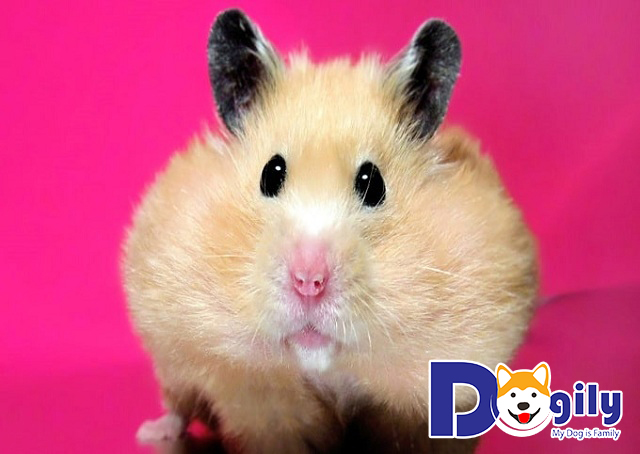 Mua chuột Hamster ở đâu uy tín, chất lượng? Mua chuột Hamster ở đâu uy tín, chất lượng?