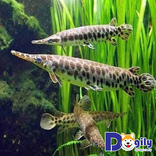 Nguồn gốc của cá sấu hỏa tiễn