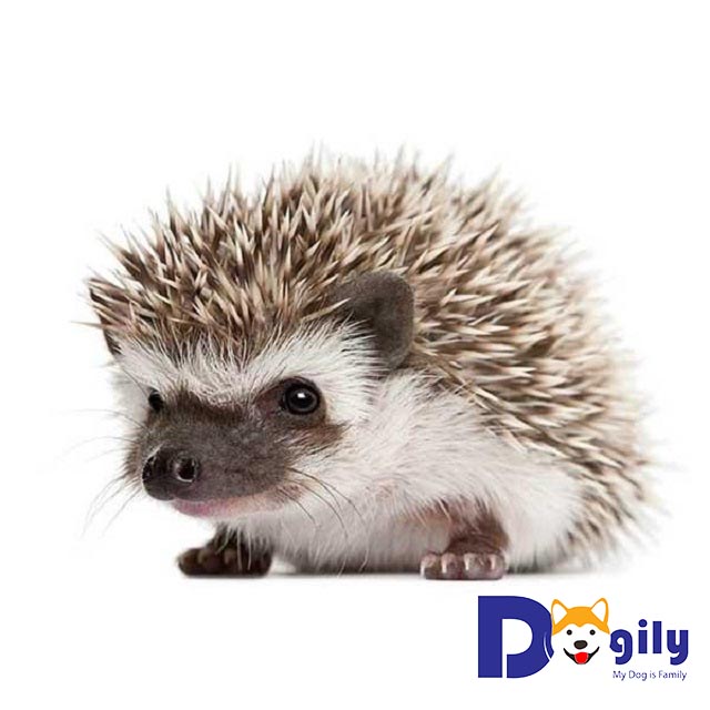 Nhím cảnh cực kì nhạy cảm
