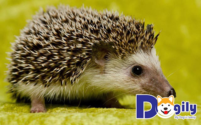 Nhím kiểng cần được đối xử nhẹ nhàng Nhím kiểng cần được đối xử nhẹ nhàng
