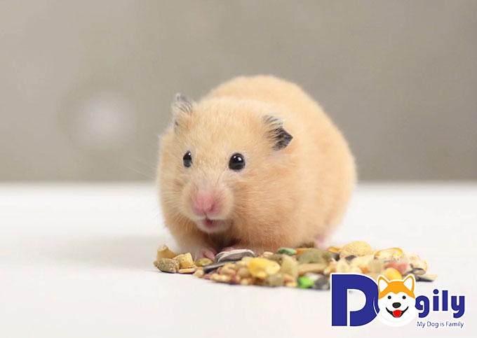Những loại rau xanh, hoa quả nên tránh trong cách chăm sóc Hamster Những loại rau xanh, hoa quả nên tránh trong cách chăm sóc Hamster
