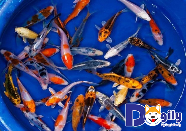 Những thông tin cơ bản về cá chép Koi Nhật Bản Những thông tin cơ bản về cá chép Koi Nhật Bản