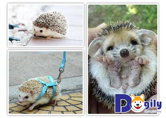 Phân biệt giới tính nhím dựa vào bộ phận sinh dục Phân biệt giới tính nhím dựa vào bộ phận sinh dục