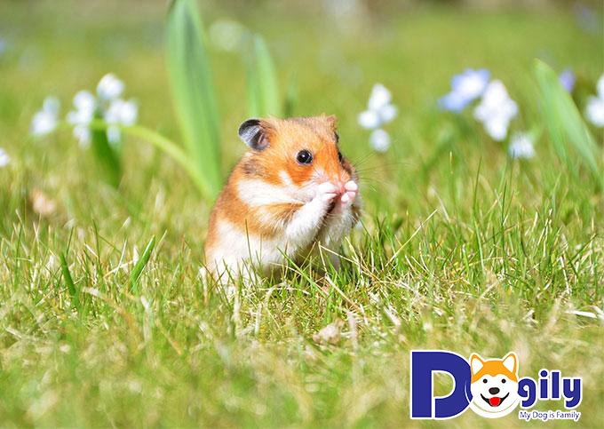 Thực đơn dinh dưỡng - Kiến thức cơ bản khi nuôi Hamster bạn nên biết Thực đơn dinh dưỡng - Kiến thức cơ bản khi nuôi Hamster bạn nên biết