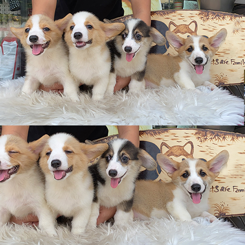 Đàn chó Corgi đáng yêu, nhiều màu sắc, thích hợp làm avatar độc đáo.