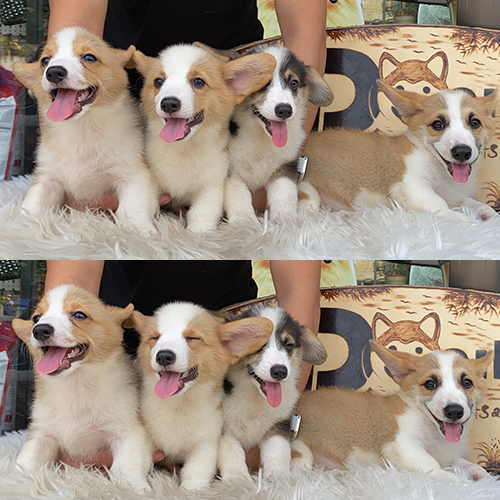 Đàn chó Corgi đáng yêu, năng động tại Chomeocanh.com.