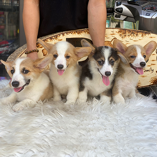 Đàn chó Corgi thuần chủng thông minh và khỏe mạnh từ Chomeocanh.com