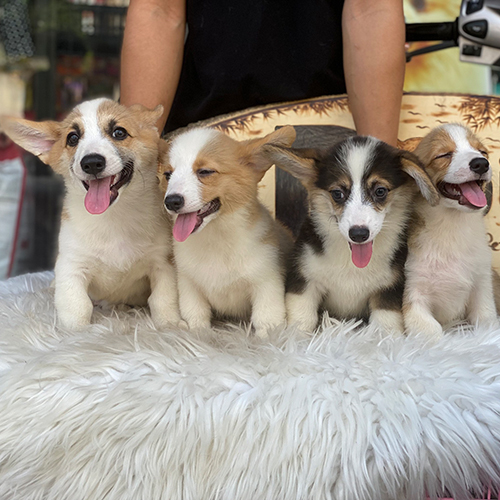 Đàn chó Corgi vàng trắng và tricolor thuần chủng tại Chomeocanh.com