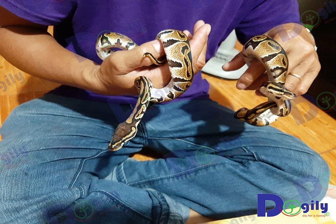 Khách hàng mua bé trăn bóng Ball Python thứ 2 tại Chomeocanh.com sẽ được giảm giá 5 %. 