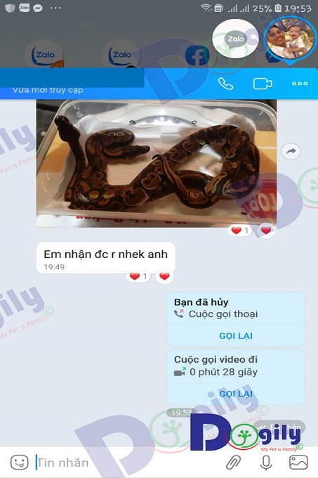 Giao hàng tận tay khách hàng mua trăn hoàng gia của chúng tôi.