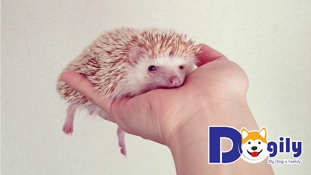 Khi đã xây dựng niềm tin việc bế nhím cảnh không quá khó Khi đã xây dựng niềm tin việc bế nhím cảnh không quá khó