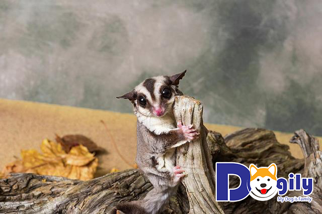 Sóc bay úc chơi với cành cây Sóc bay úc chơi với cành cây