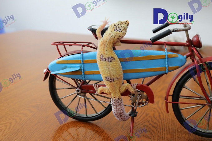 Một bé thằn lằn da báo Leopard Gecko tại Chomeocanh.com quận 1.