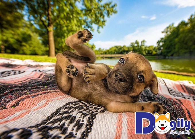Ảnh chó mèo ngộ nghĩnh Ảnh chó mèo ngộ nghĩnh