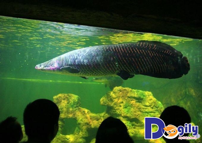 Cá Hải Tượng giá bao nhiêu? Cá Hải Tượng giá bao nhiêu?