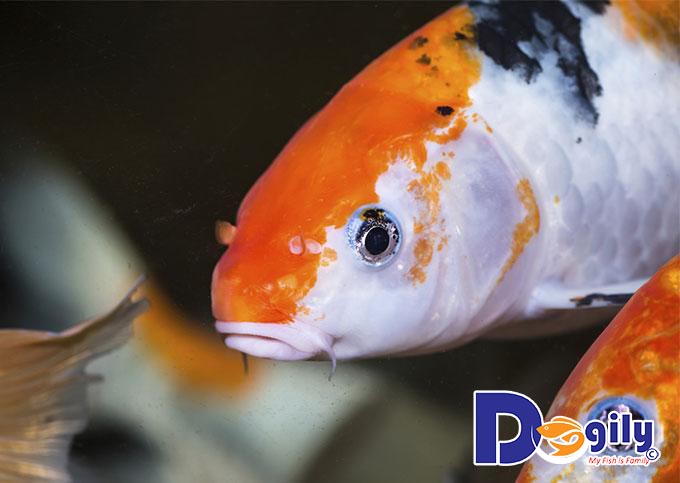 Cá Koi thường mắc những loại bệnh nào? Cá Koi thường mắc những loại bệnh nào?