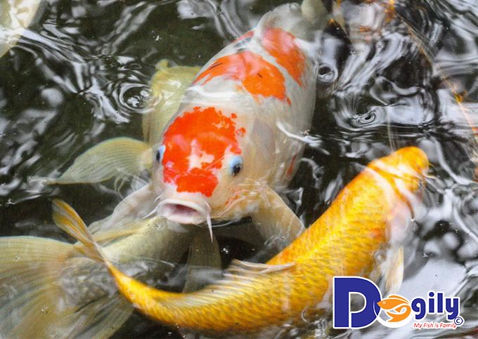 Các loại cá Koi đang được ưa chuộng hiện nay Các loại cá Koi đang được ưa chuộng hiện nay