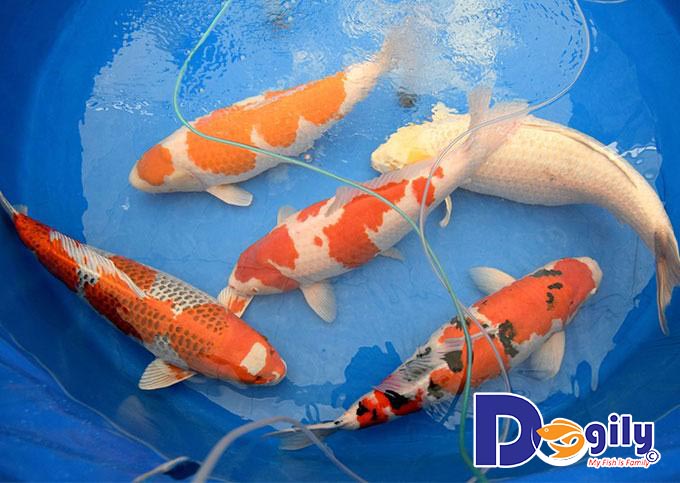 Cách lựa chọn cá Koi đẹp và chất lượng nhất hiện nay Cách lựa chọn cá Koi đẹp và chất lượng nhất hiện nay