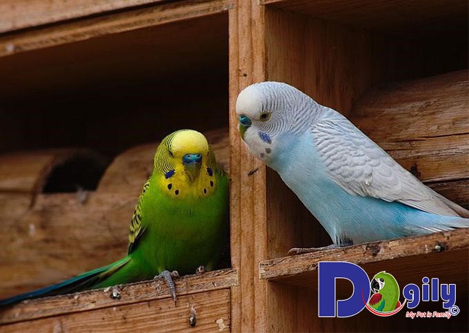 Cách nuôi chim Yến Phụng Cách nuôi chim Yến Phụng