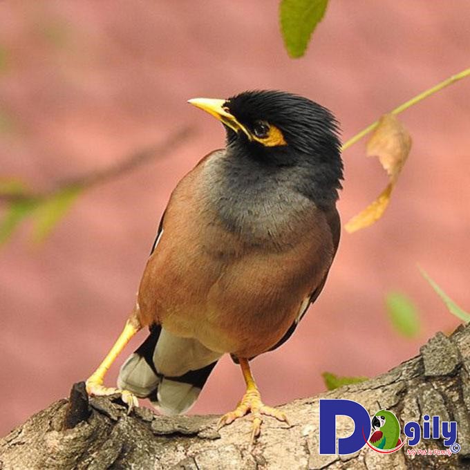 Cách nuôi chim sáo đẹp, kêu hay?