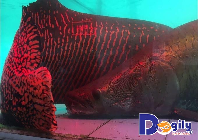 Cách phòng chống bệnh cho cá cảnh Tượng Cách phòng chống bệnh cho cá cảnh Tượng
