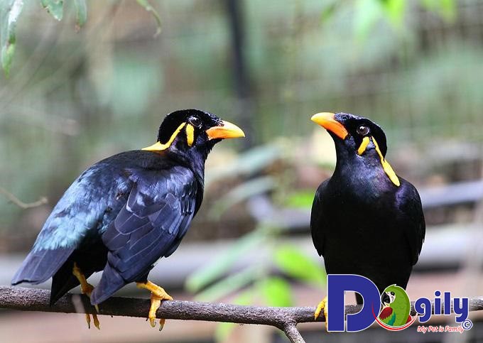 Chăm sóc sức khỏe cho chim Chăm sóc sức khỏe cho chim