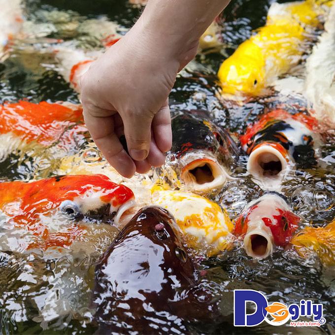 Chế độ dinh dưỡng của cá Koi