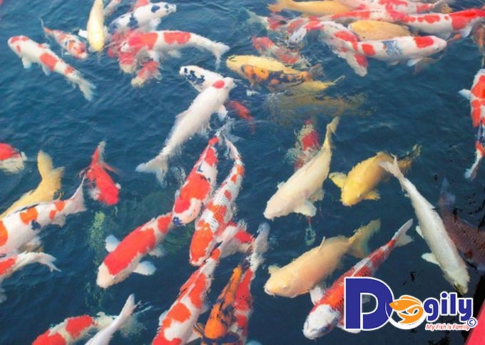 Chép Koi có những đặc tính gì? Chép Koi có những đặc tính gì?