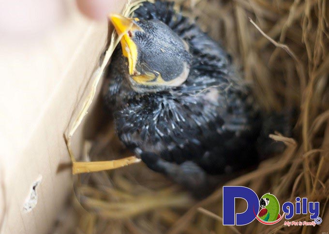 Chim Nhồng con Chim Nhồng con